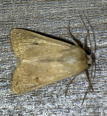 Mythimna vitellina