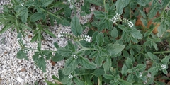 Heliotropium