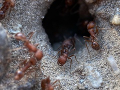 Pogonomyrmex salinus