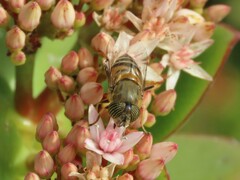 Eristalinus taeniops