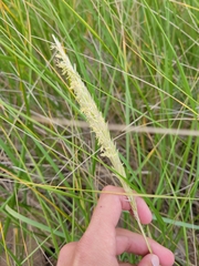 Ammophila breviligulata