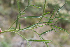 Angelica lineariloba