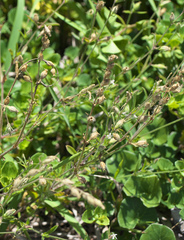 Silene gallica gallica