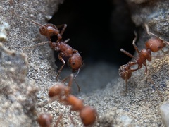 Pogonomyrmex salinus