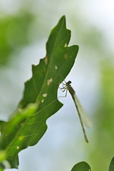 Platycnemis pennipes