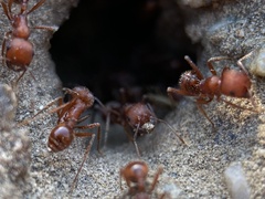 Pogonomyrmex salinus
