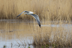 Larus fuscus barabensis