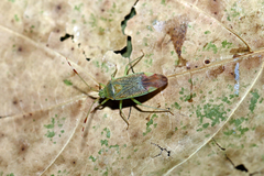Pantilius tunicatus