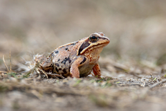 Rana arvalis