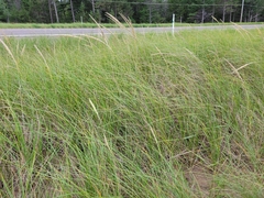 Ammophila breviligulata
