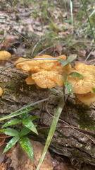 Desarmillaria caespitosa