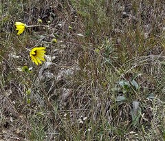 Helianthus occidentalis