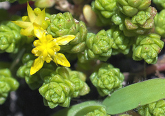 Sedum japonicum