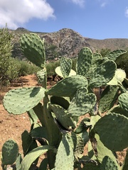 Opuntia