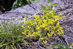 Sedum japonicum