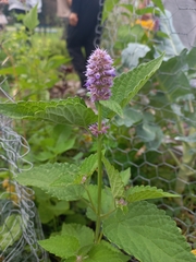 Agastache