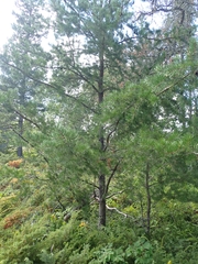 Pinus banksiana