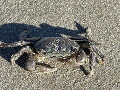 Pachygrapsus crassipes