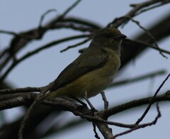 Euphonia hirundinacea