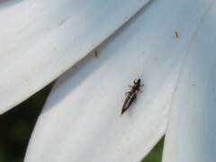 Thripidae
