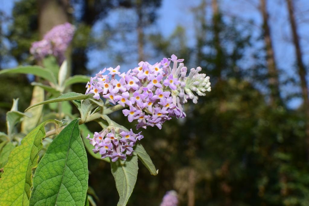Butterfly bush