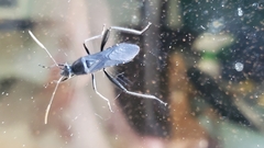 Coreoidea