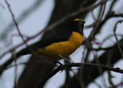 Euphonia affinis