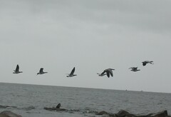 Branta leucopsis