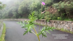Erodium stephanianum