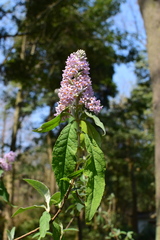 Buddleja officinalis