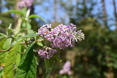 Buddleja officinalis