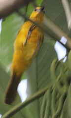 Icterus