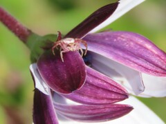 Thomisus citrinellus