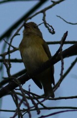 Euphonia hirundinacea