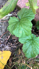 Geum macrophyllum