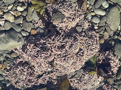 Corallinaceae
