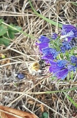 Bombus pascuorum