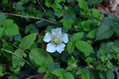 Rubus hirsutus