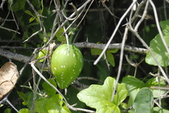 Cionosicys macranthus