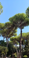 Pinus halepensis