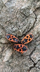 Pyrrhocoris apterus