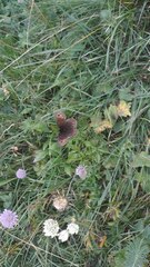 Erebia