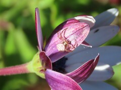 Thomisus citrinellus