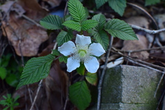 Rubus hirsutus