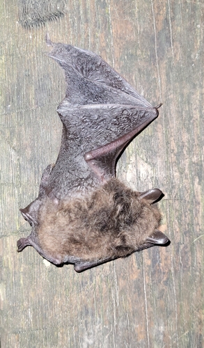 Russian Myotis