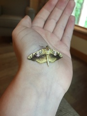 Pantographa limata