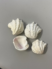Arcinella