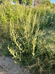 Amaranthus tuberculatus