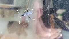 Coreoidea