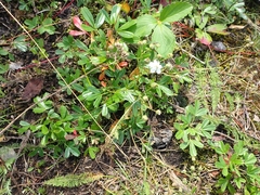 Sibbaldiopsis tridentata